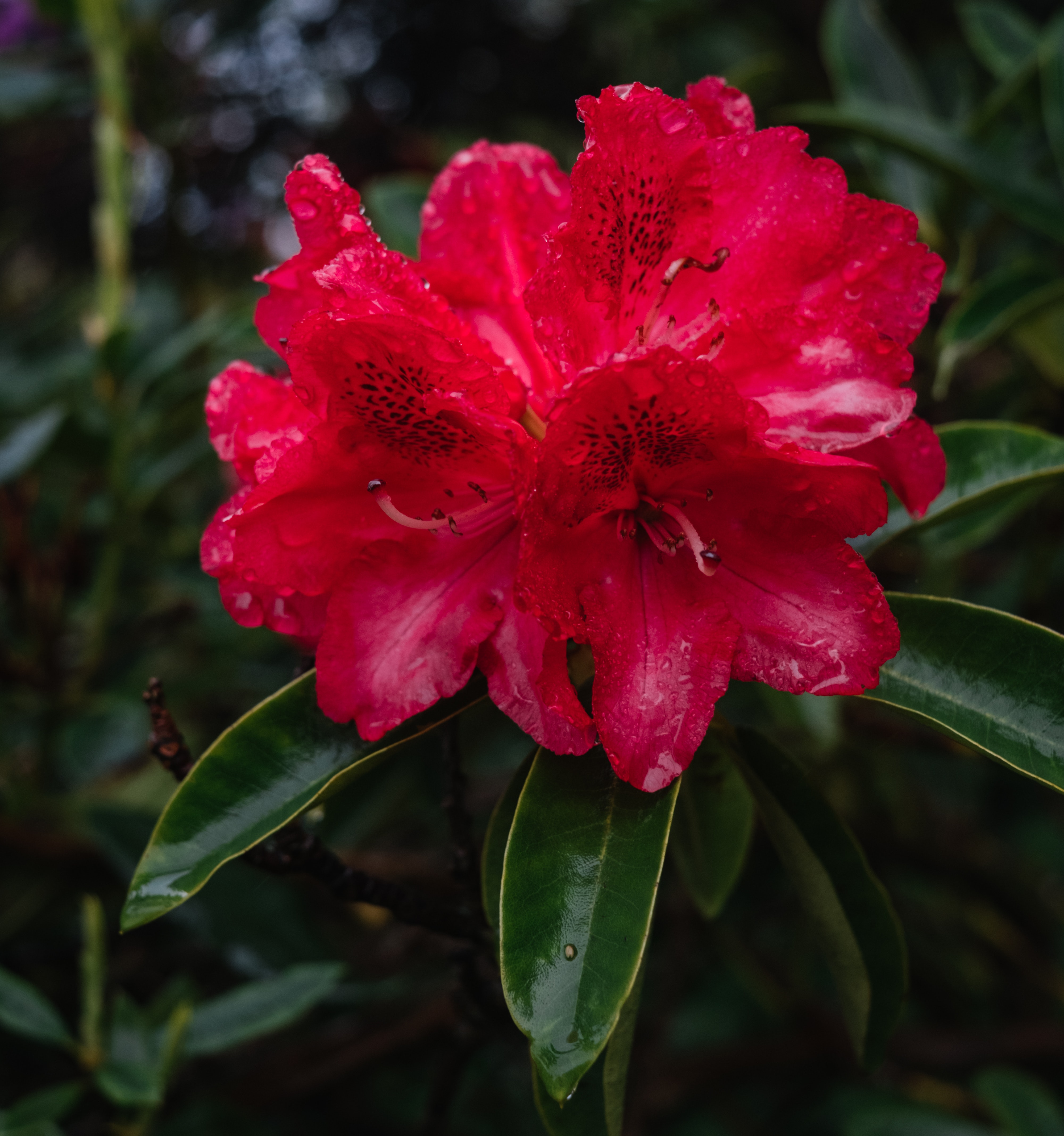 rhododendron picture 1