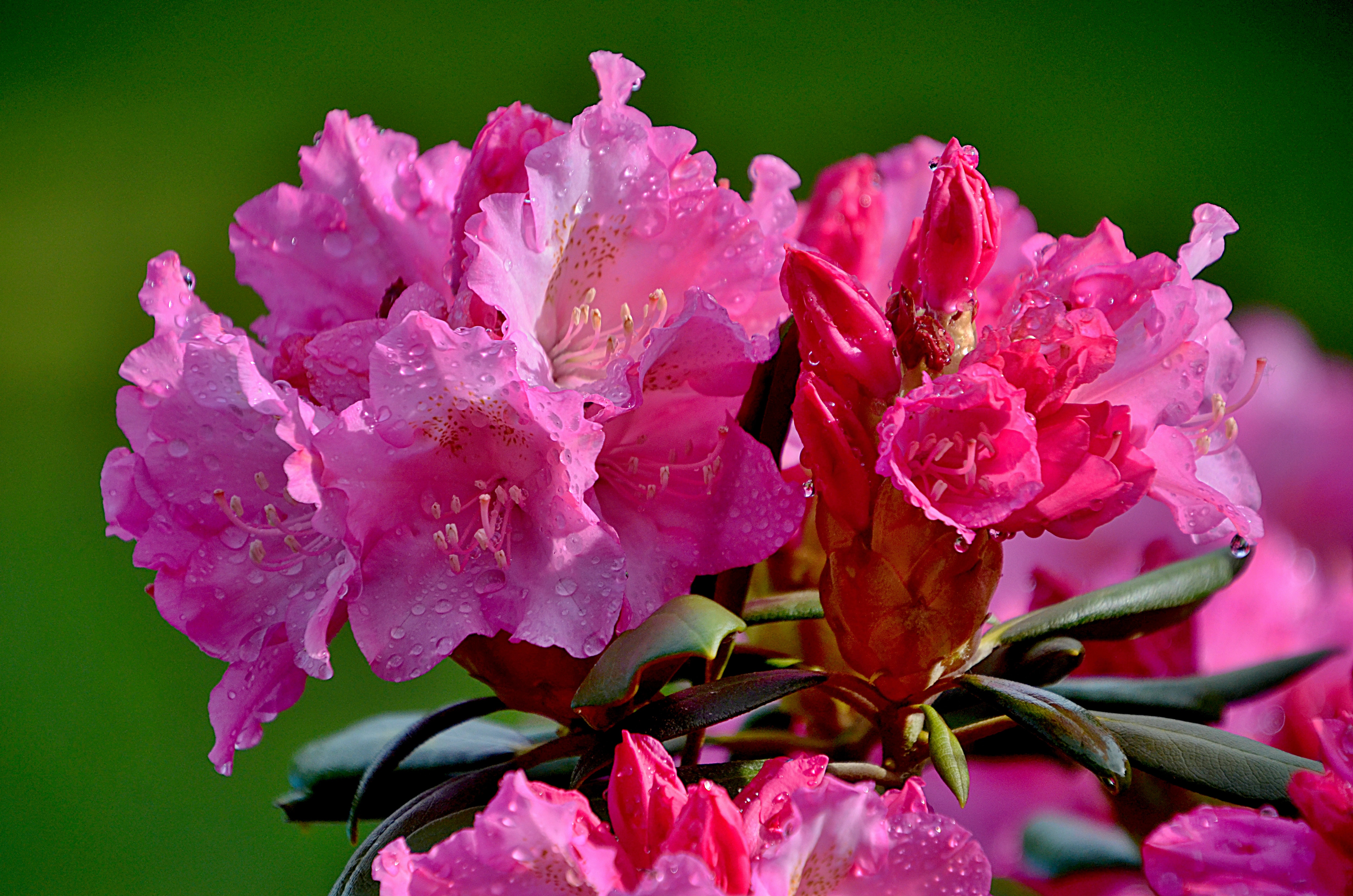 rhododendron picture 4