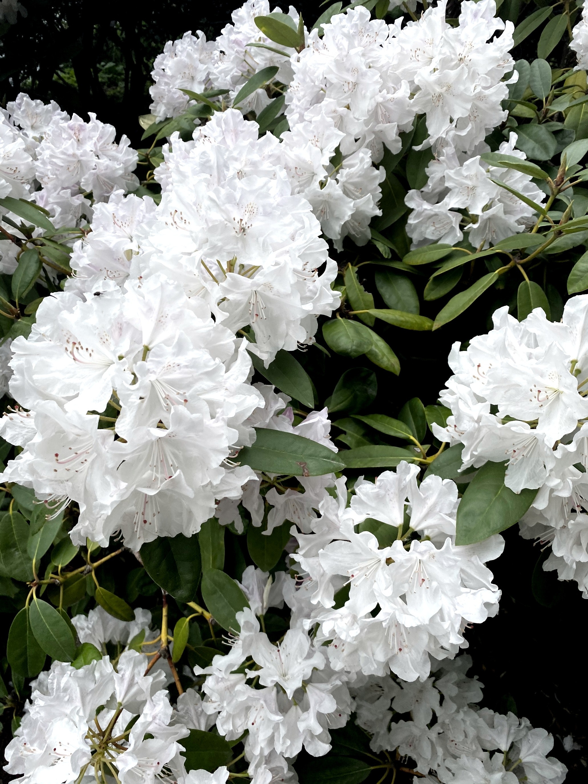 rhododendron picture 5