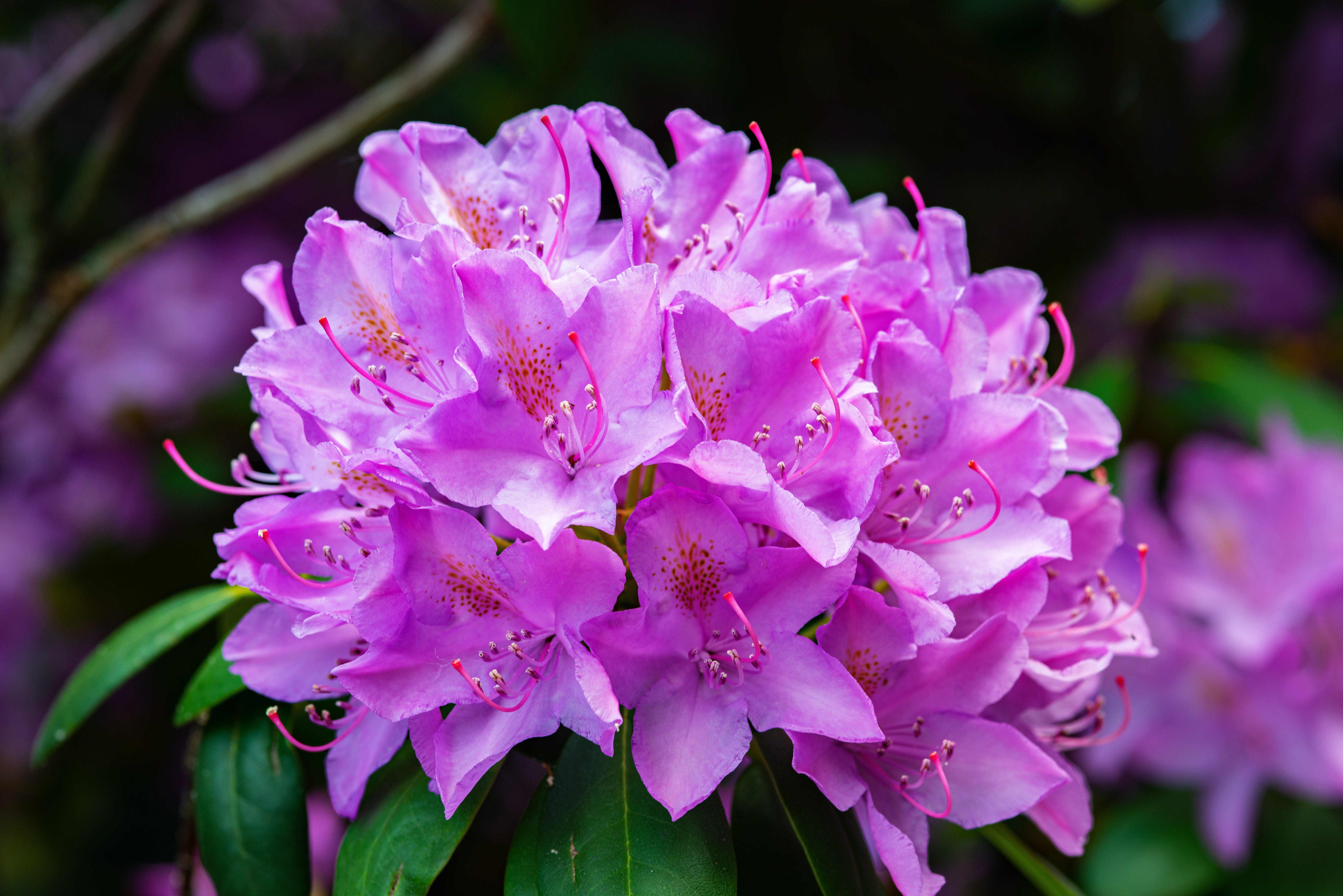 rhododendron picture 6